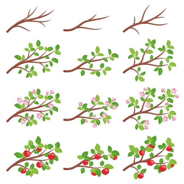 Elma ağacı dalları — Stok Vektör