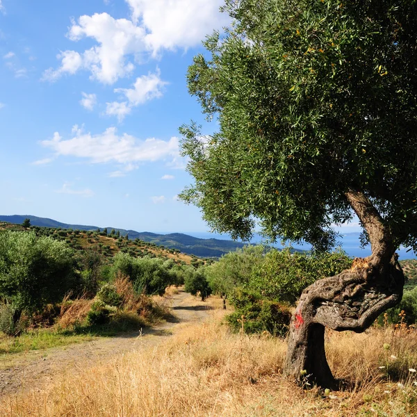 Olive tree, Greece — Stock Photo, Image