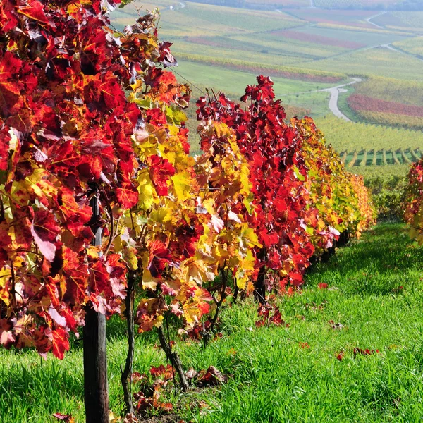 Viñedos de otoño. Alemania — Foto de Stock