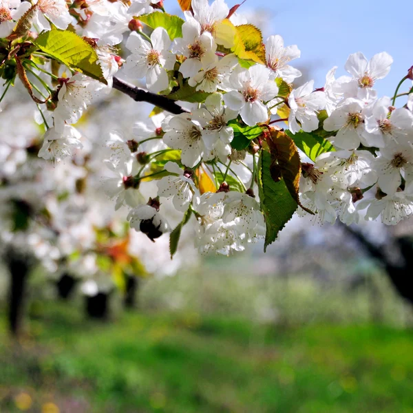 Apple-tree blossom — Stock Photo, Image