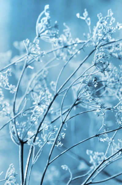 Winter floral bakgrund Royaltyfria Stockfoton
