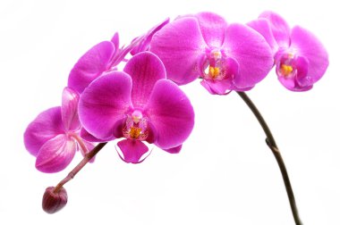 orkide