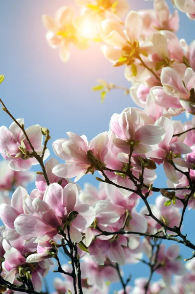 Magnolienblüte — Stockfoto