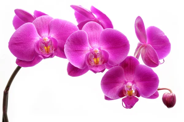 Orchidée — Photo