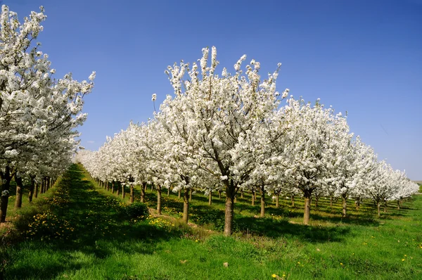 Lente landschap — Stockfoto