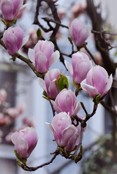 Fiore di magnetolia — Foto Stock