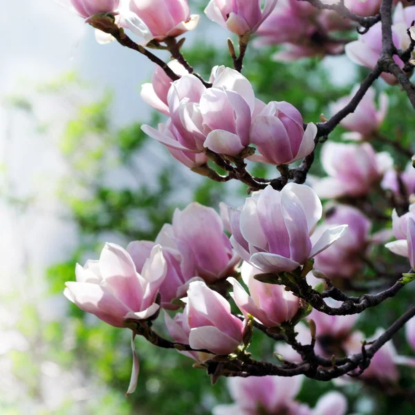 Magnolienblüte — Stockfoto