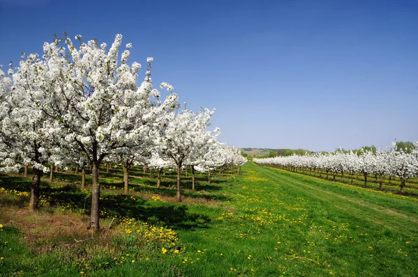 Paisaje primavera Fotos de stock libres de derechos