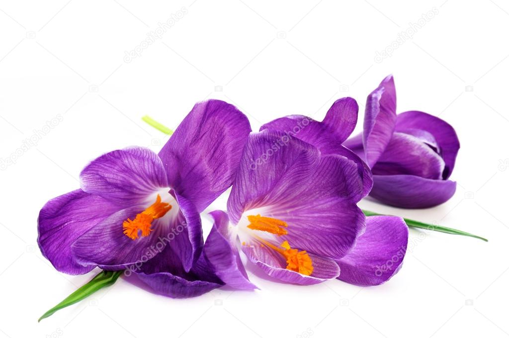 Crocus