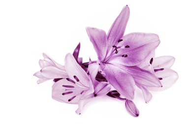 Lily on white background clipart