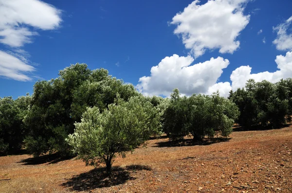 Oude olijfbomen, Griekenland — Stockfoto