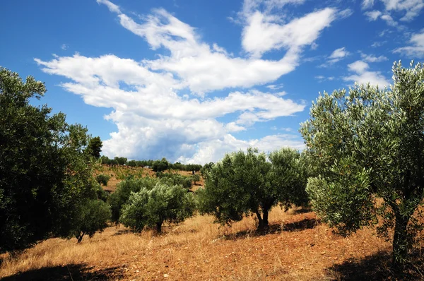Старые оливковые деревья — стоковое фото