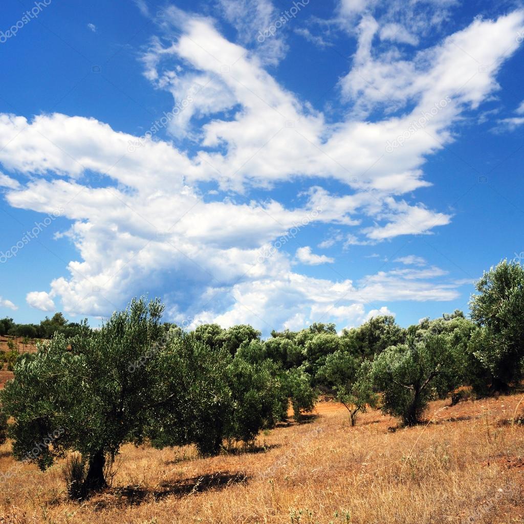Old olive trees, Greece