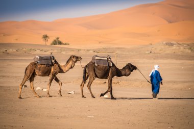 Berber dostum önde gelen kervan, Hassilabied, Sahra Çölü, Fas