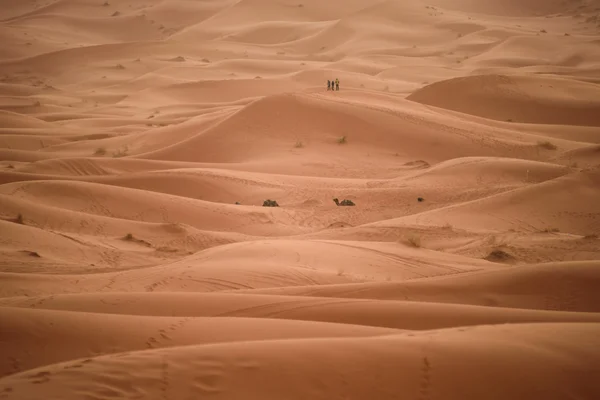 Dunes, Marokkó, Szahara — Stock Fotó