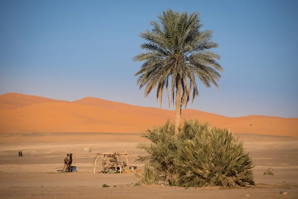 Oasis en Hassilabied, Erg Chebbi, Marruecos —  Fotos de Stock