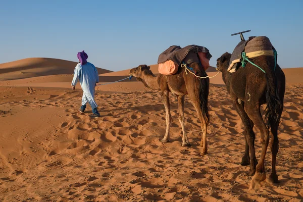 Homme berbère menant une caravane, Hassilabied, Sahara Desert, Maroc — Photo