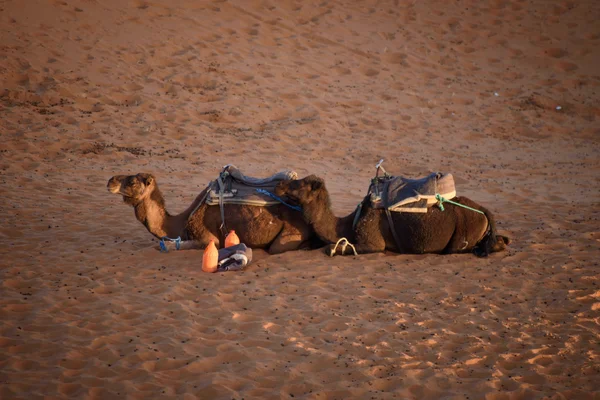 Camelos nas dunas, Marrocos, deserto do Saara — Fotografia de Stock