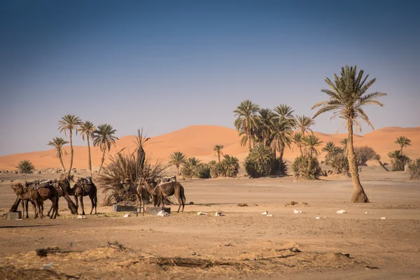 Оазис у Hassilabied, Chebbi ЕРГ, (Марокко) — стокове фото