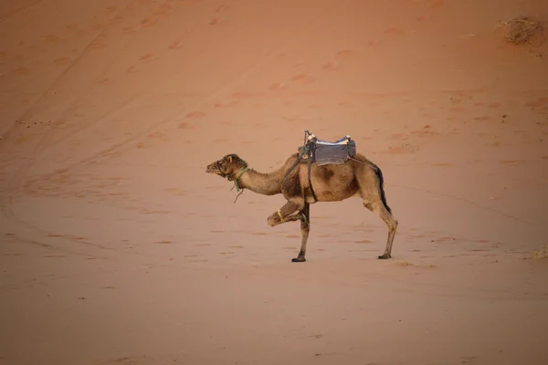 Legato cammello alle dune, Marocco — Foto Stock