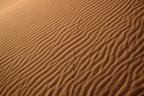 Dunes, Marokkó, Szahara — Stock Fotó