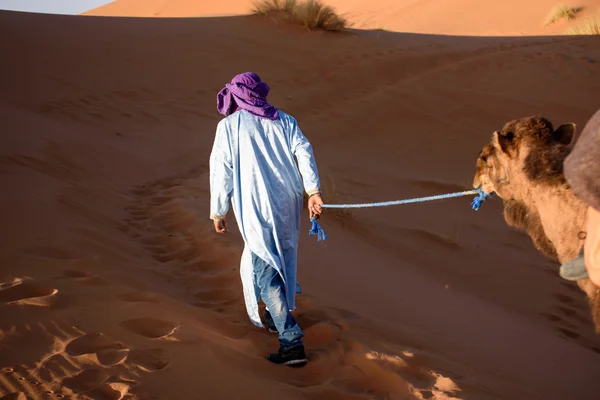 Bereber man leading caravan, Hassilabied, Sahara Desert, Marruecos —  Fotos de Stock