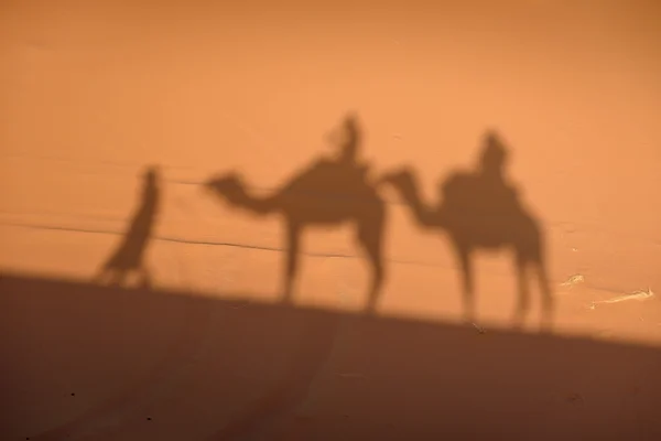 Ombre di cammello sulla sabbia del deserto del Sahara in Marocco . — Foto Stock