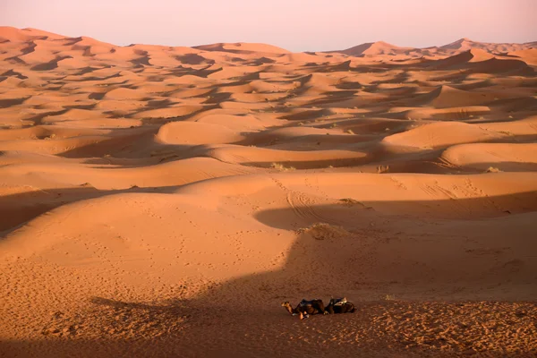 Kamele in den Dünen, Marokko, Sahara-Wüste — Stockfoto