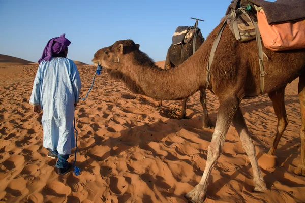 Bereber man leading caravan, Hassilabied, Sahara Desert, Marruecos —  Fotos de Stock