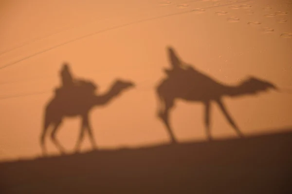 Ombres de chameau sur le sable du désert du Sahara au Maroc . — Photo