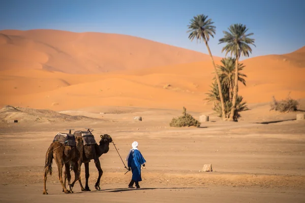 Bereber man leading caravan, Hassilabied, Sahara Desert, Marruecos —  Fotos de Stock