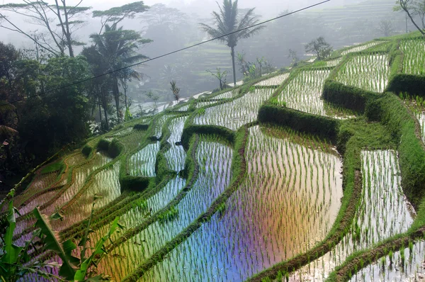 Terrasse reisfelder auf java, indonesien — Stockfoto