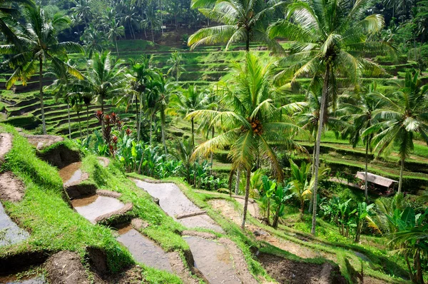 Terrace rice fields on Bali, Indonesia — Stock Photo, Image