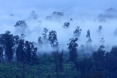Ağaçta sis, Ijen'de volkan, Endonezya