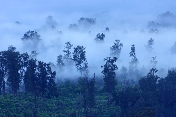 Bäume im Nebel, Ijen Vulkan, Indonesien — Stockfoto