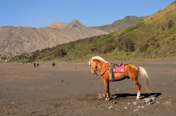 Pferd am Fuße des Bromo-Vulkans in Indonesien — Stockfoto