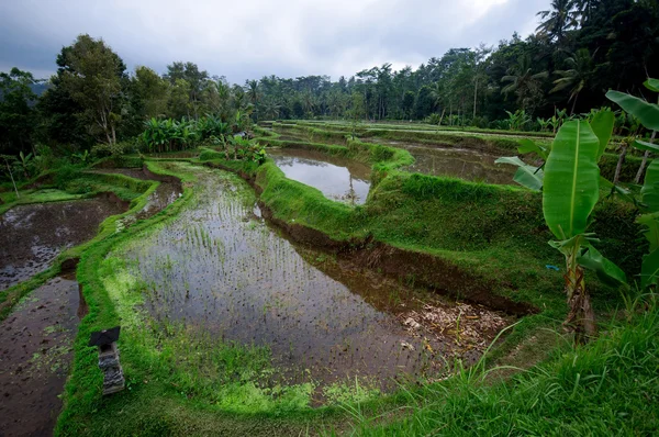 Terrace rice fields on Bali, Indonesia — Stock Photo, Image