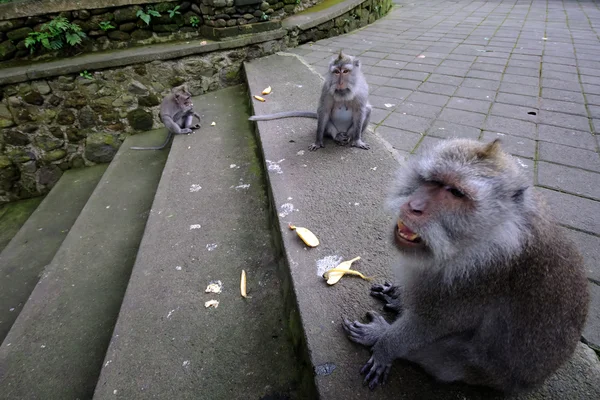 Padangtegal affenwald, berühmter touristischer ort in ubud, bali indonesien — Stockfoto