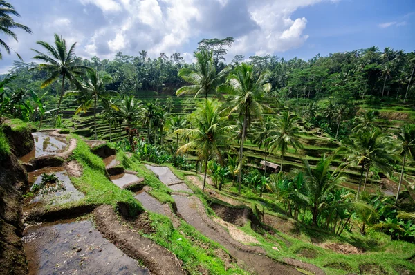 Terrace rice fields on Bali, Indonesia — Stock Photo, Image