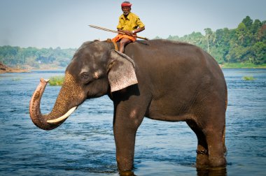 ERNAKULUM, INDIA - MARCH 26, 2012: Trainers bathing elephants from the sanctuary. clipart