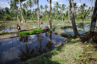 Bali, Endonezya - Temmuz 2014: çiftçiler terasta çalışma alanları Bali, Endonezya pirinç.