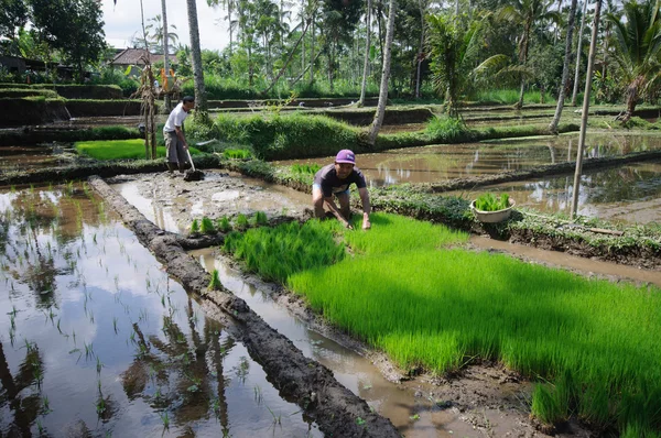 BALI, INDONESIA - JULY , 2014: Farmers working on terrace rice fields on Bali, Indonesia — Stock Photo, Image
