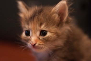 yavru kedi yakın portresi