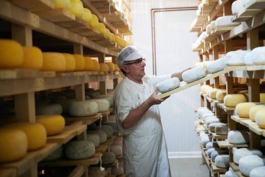 Peynir üreticisi raflarda inek ve keçi peyniri dolu