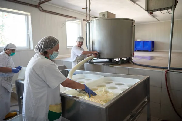 Travailleurs préparant du lait cru pour la production de fromage — Photo