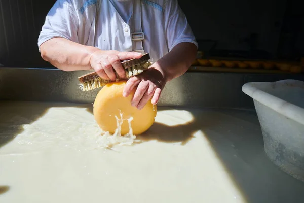 Werknemers die rauwe melk voor de kaasproductie bereiden — Stockfoto
