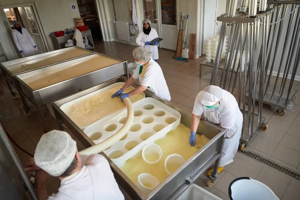 Trabalhadores que preparam leite cru para a produção de queijo — Fotografia de Stock