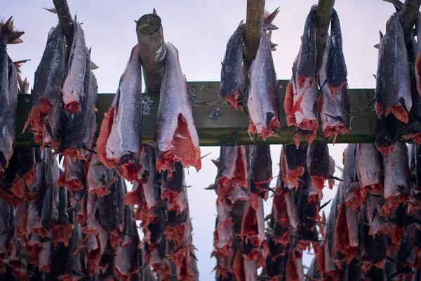 Air drying of Salmon fish on wooden structure at Scandinavian winter — Stock Photo, Image