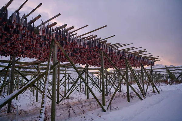 Воздушная сушка лосося на деревянном строении зимой в Скандинавии — стоковое фото