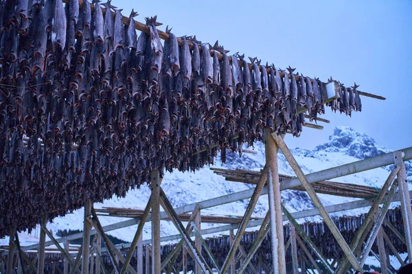 Secagem a ar de peixe de salmão em estrutura de madeira em inverno escandinavo — Fotografia de Stock